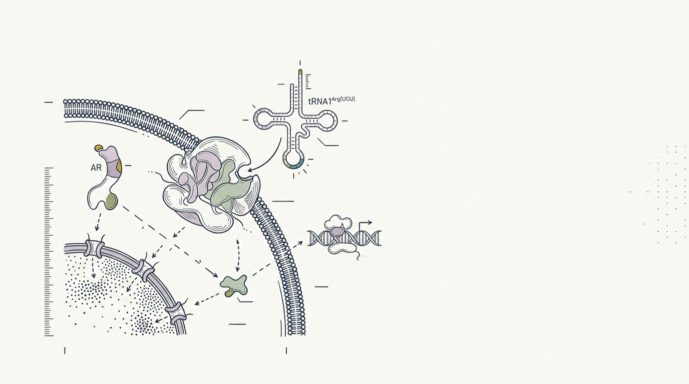 Abstract cream-and-slate line illustration on Kokorology paper, drawn for Specific tRNA Influences Prostate Cancer Therapy Resistance