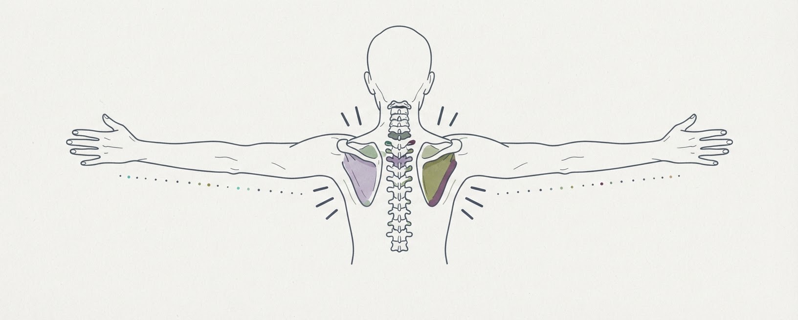 Abstract cream-and-slate line illustration on Kokorology paper, drawn for The banded pull-apart to reset your scapular line and open thoracic posture