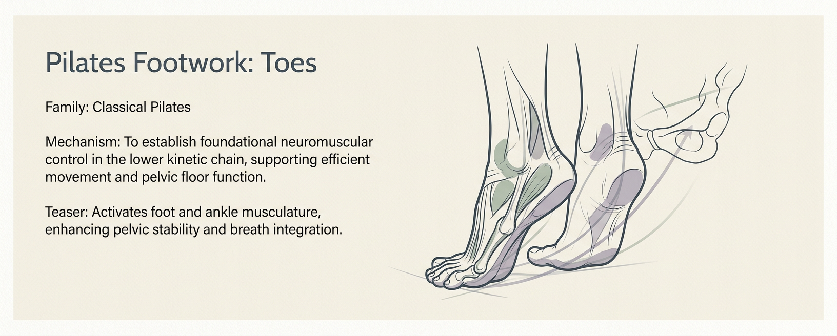 Pilates Footwork: Toes