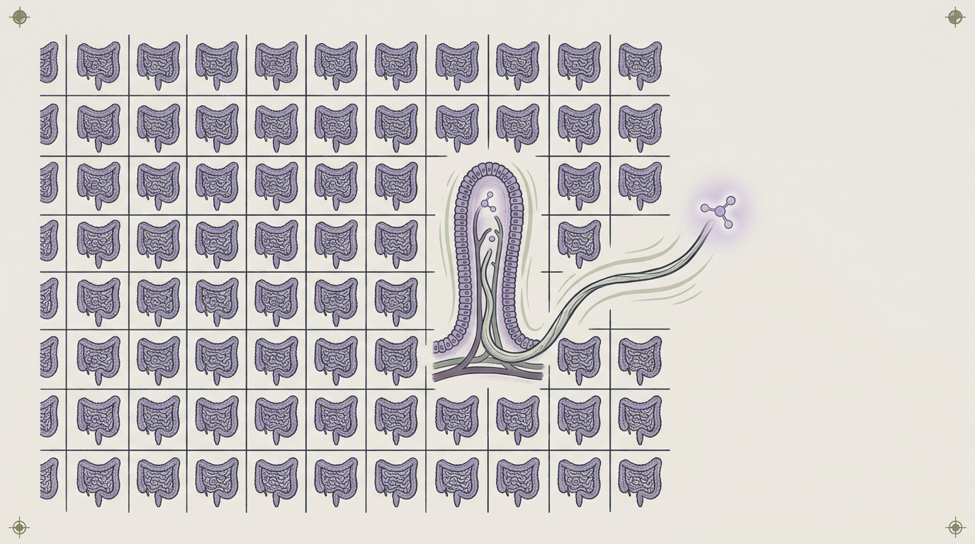 The Psyllium Husk Question: Is Your Gut Quietly Making Its Own GLP-1?
